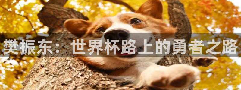 世界杯今年：樊振东：世界杯路上的勇者之路